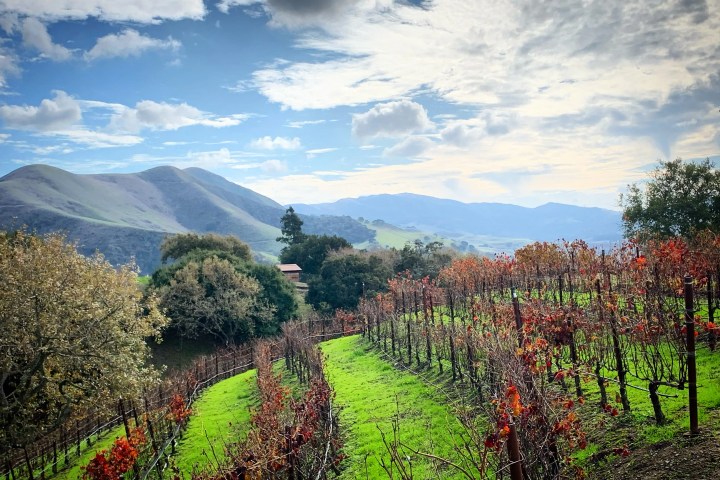 Scenic view of vineyard with red leaves, hills, and blue sky with clouds in the background.
