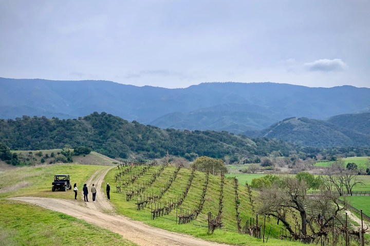 People walking near vineyard on dirt path, with mountains in background.