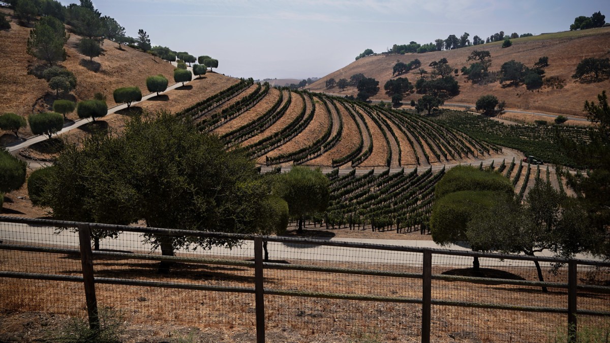 i-TJVq73P-X3 Santa Barbara vineyard