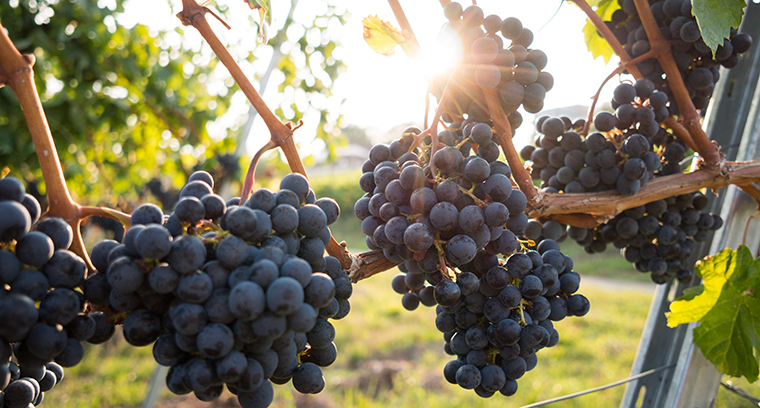 Santa-barbara-wine-region-grapes
