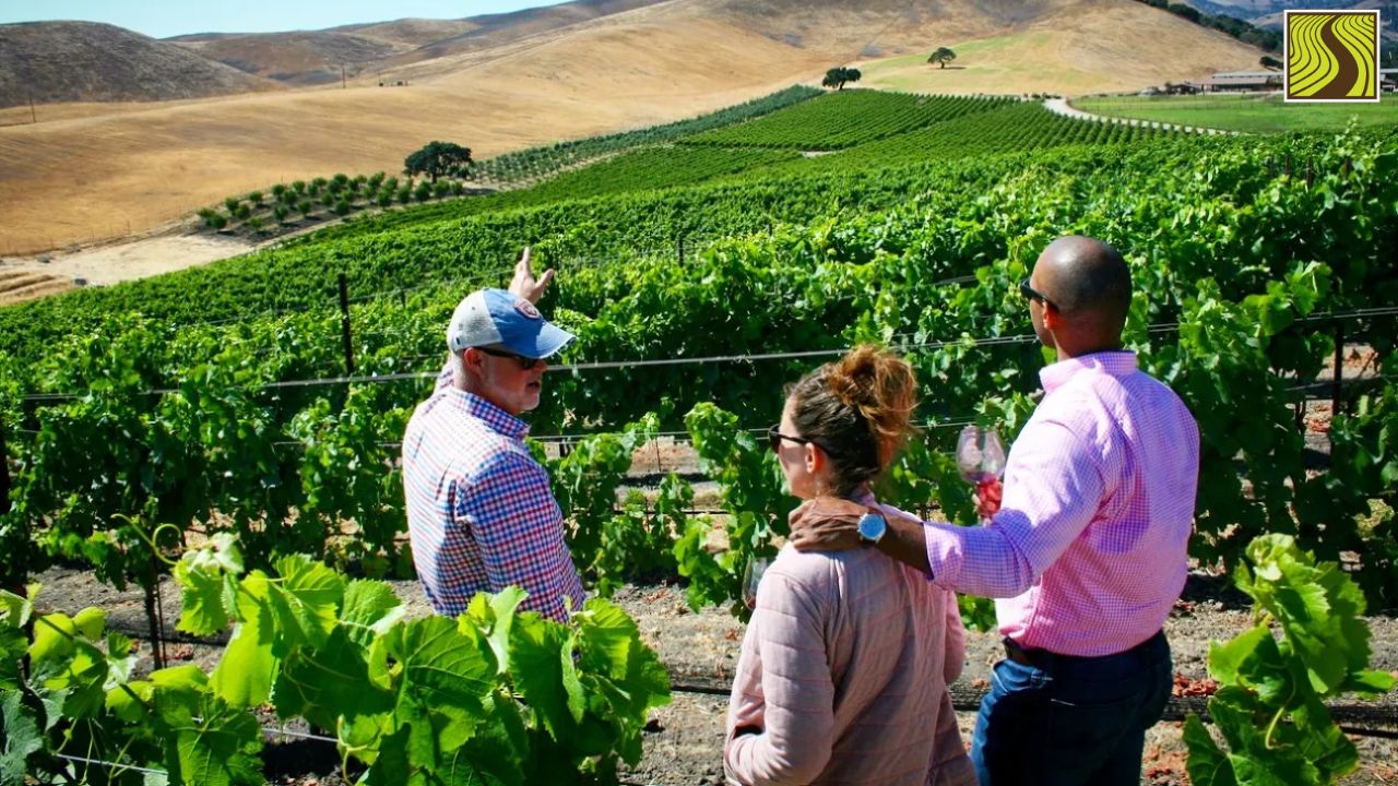 Three people in a vineyard with rolling hills in the background.
