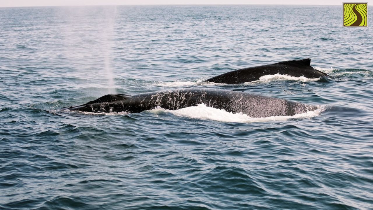 Two whales surfacing in the ocean with spouts of water.