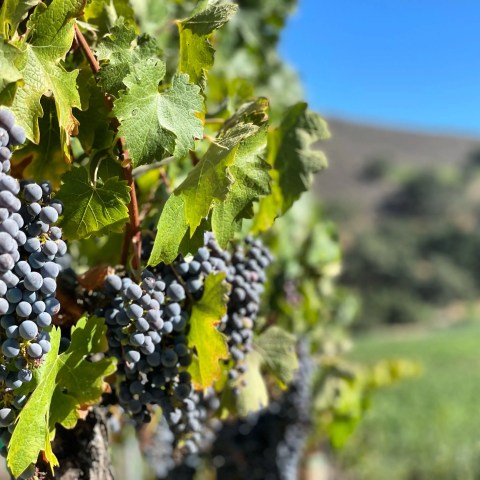 Purple grapes on vine with green leaves in vineyard under clear blue sky.