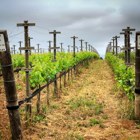 Lush green vineyard rows under a cloudy sky with wooden posts and wires.