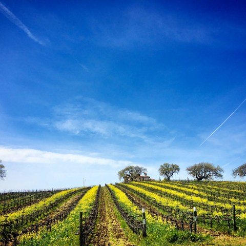 Vineyard rows with yellow flowers under a bright blue sky and scattered trees on the horizon.