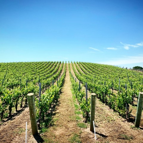 Vineyard rows under clear blue sky stretching to horizon.