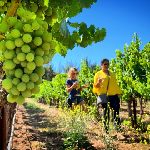 Close-up of grapevine with two people walking through a vineyard under a clear blue sky.