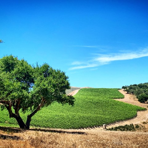 Vineyard on a hillside with a large tree in the foreground under a clear blue sky.