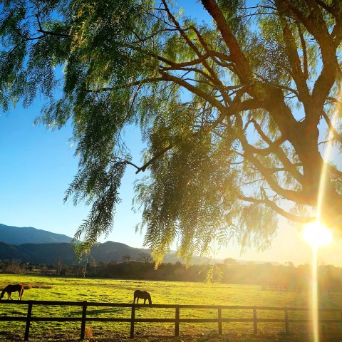 Sunset over a grassy field with horses, tree branches, and mountains in the background.