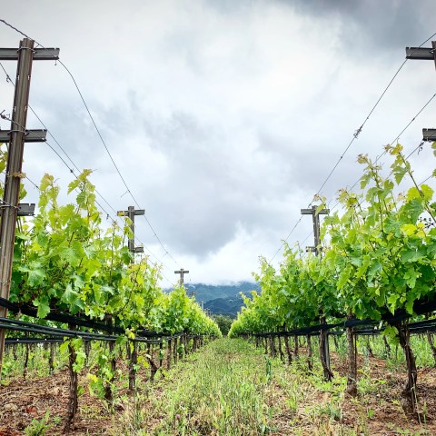 Rows of green grapevines in a vineyard under a cloudy sky.