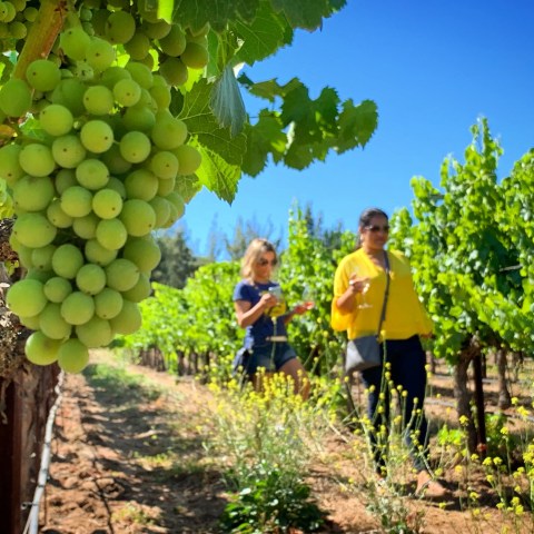 Two people walking in a vineyard with green grapes in the foreground.