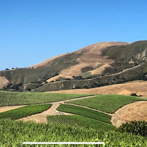 Rolling hills with vineyard rows under a clear blue sky.