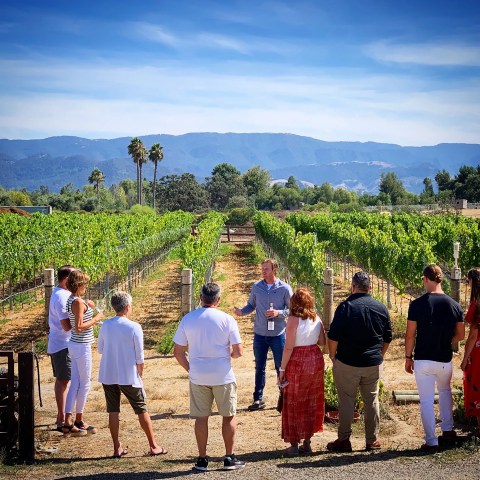 Group of people on a vineyard tour under a clear blue sky.