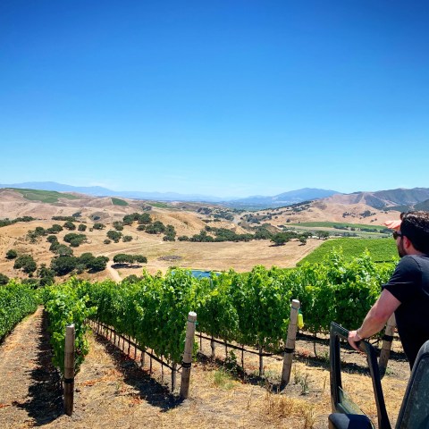 Man looking over green vineyard with rolling hills and clear blue sky in the background.