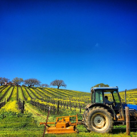Tractor in a vineyard with rows of grapevines under a clear blue sky.