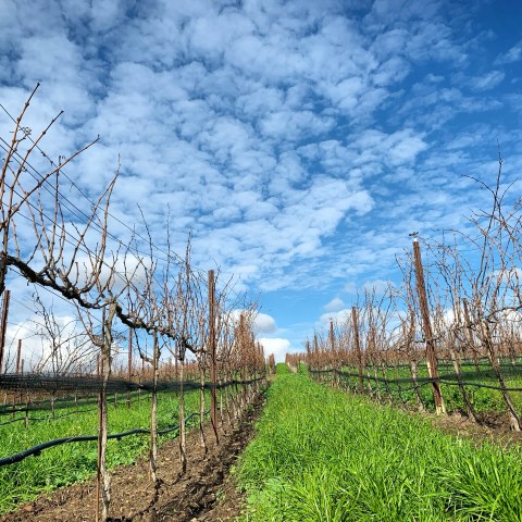 Vineyard rows with bare vines under a blue sky with clouds.