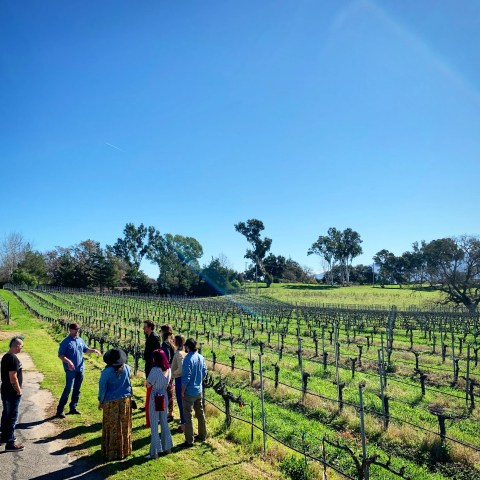 Group of people standing in a vineyard under a clear blue sky.