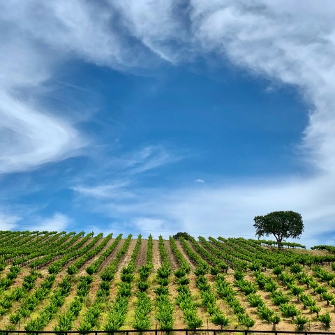 Vineyard on a hillside with a blue sky and scattered clouds.