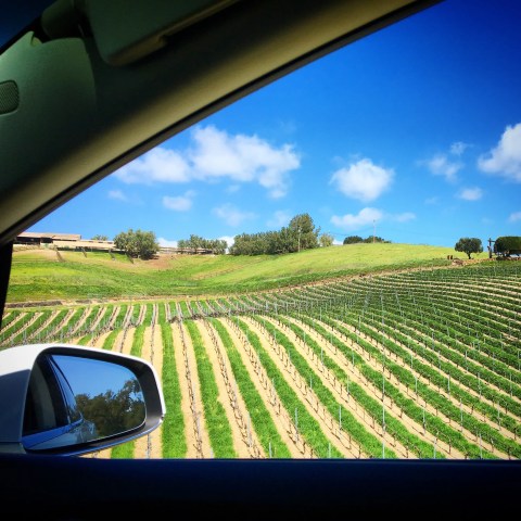 View of vineyard through car window, blue sky, and rolling hills in the background.