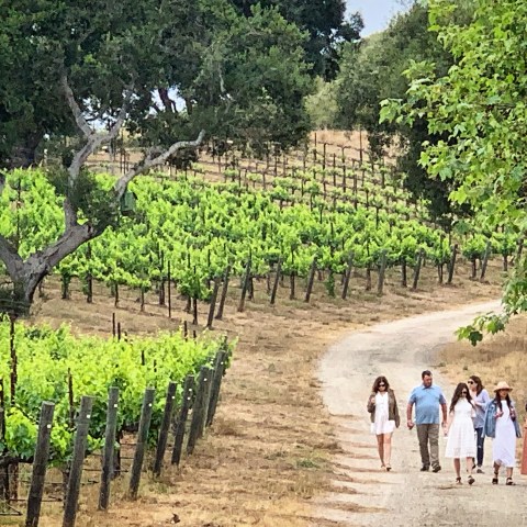 Group of people walking on a path beside a lush, green vineyard under large trees.