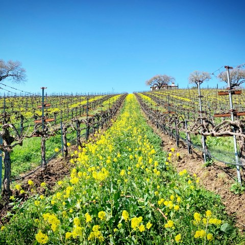 Vineyard rows with yellow flowers growing between under a clear blue sky.