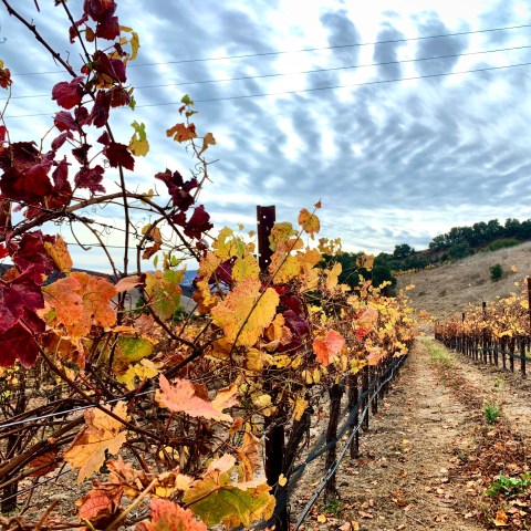 Rows of grapevines with autumn foliage under a cloudy sky in a vineyard.