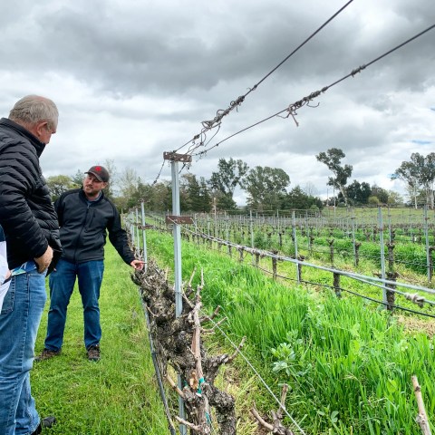 Two men discuss vineyard growth on a cloudy day with rows of grapevines and green grass.
