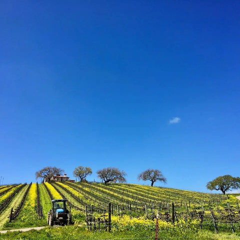 Tractor in a vineyard under a clear blue sky with distant trees and hills.