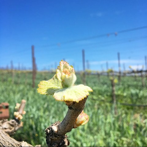 Close-up of vine shoot with new leaves, against a blurred vineyard background, under a blue sky.