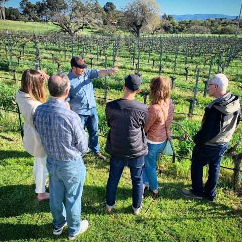 Group of people in a vineyard with a guide gesturing to the vines.