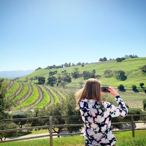 Person taking a photo of a green vineyard landscape on a sunny day.