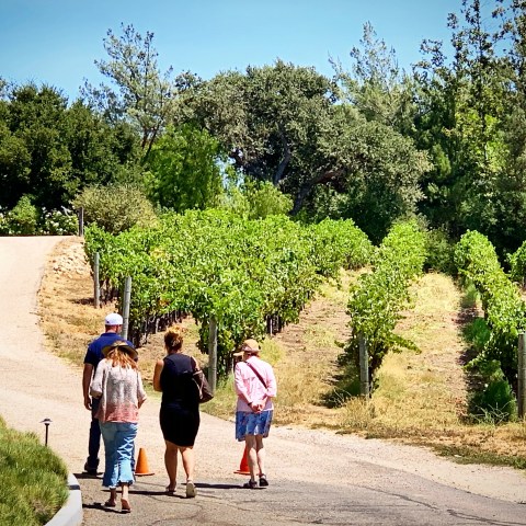 Four people walking on a path next to a vineyard with green trees in the background.
