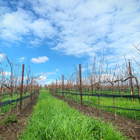 Vineyard rows with bare grapevines under a blue sky with clouds.