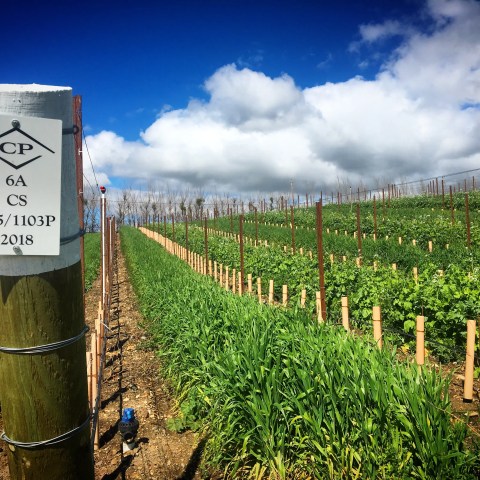 Vineyard rows under a bright sky with a wooden post and sign in the foreground.