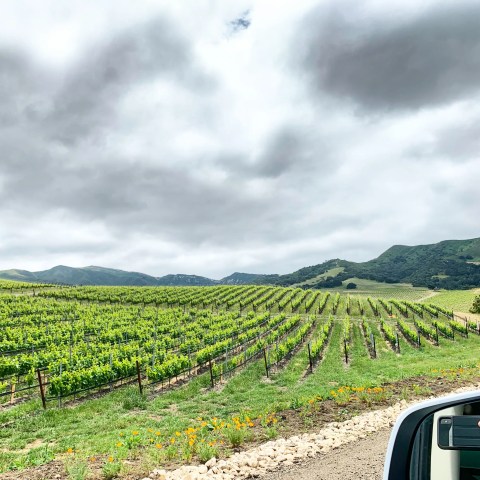 Rolling vineyard with cloudy sky, viewed from a car side mirror.
