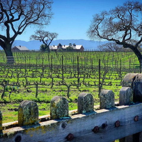 Vineyard with bare vines, distant houses, and bare trees under a blue sky.
