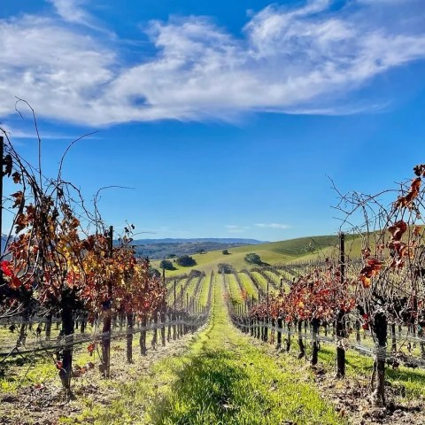 Vineyard with rows of leafless grapevines under a blue sky with clouds.