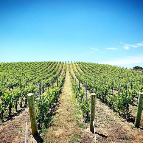 Vineyard with rows of grapevines under a bright blue sky.