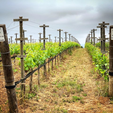 Vineyard rows with grapevines and wooden posts on a cloudy day.