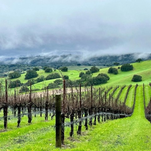 Vineyard rows in green hilly landscape under cloudy sky and mist.
