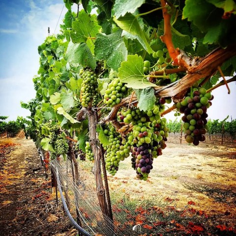 Rows of grapevines with clusters of green and purple grapes in a vineyard.