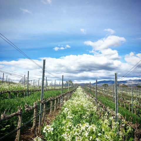 Vineyard rows with green plants and flowers under a blue sky with clouds.