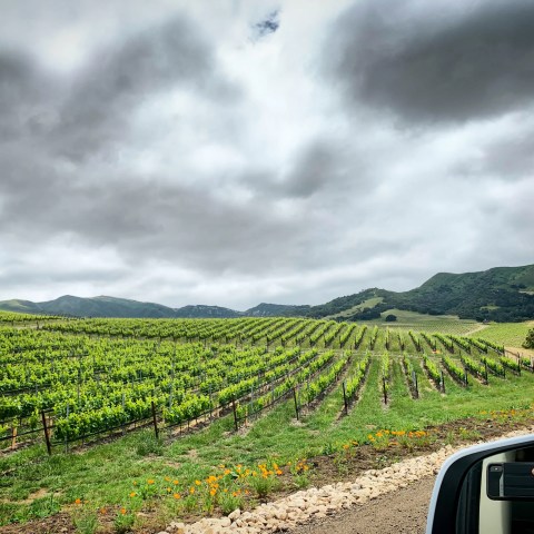 Vast vineyard under cloudy sky, seen from car side mirror.