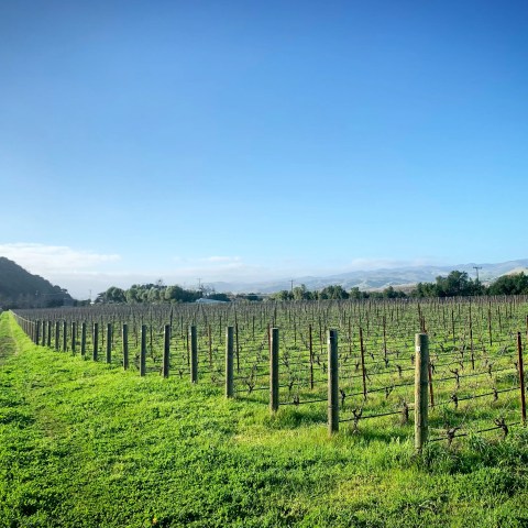 Vineyard rows under a clear blue sky with distant hills and trees in the background.