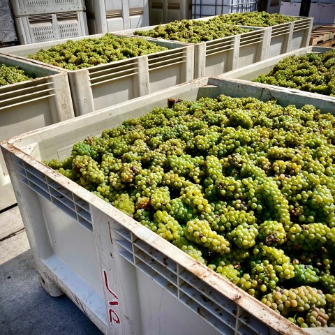 Large crates filled with green grapes in sunlight.