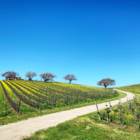 Scenic vineyard with winding path, rows of grapevines, trees, and clear blue sky.