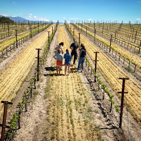Group of people standing in a vineyard under a clear blue sky.