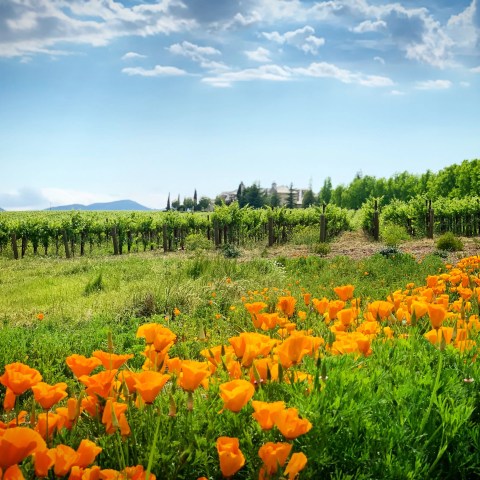 Field of bright orange poppies with vineyard and distant hills under a partly cloudy sky.