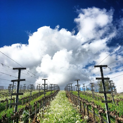 Vineyard rows under blue sky with large white clouds.