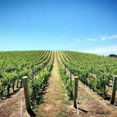 Vineyard rows stretch into the distance under a clear blue sky.